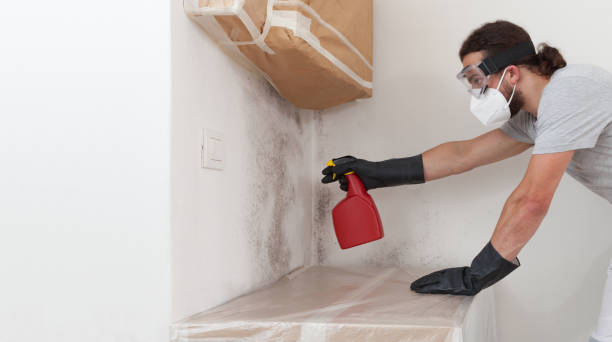 Attic Mold Remediation treatment on roof deck in Casnovia