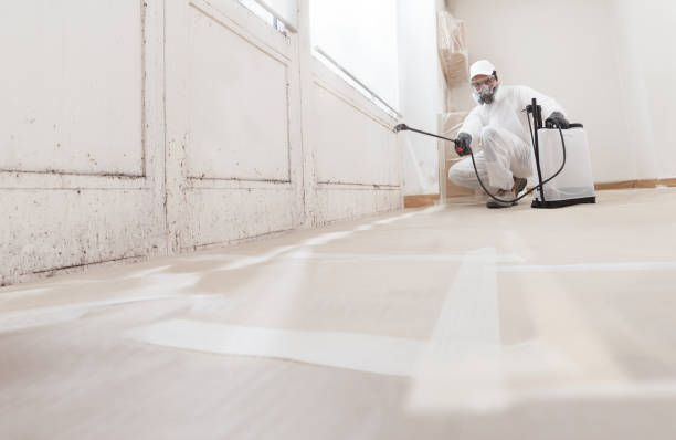 Black mold remediation team in Casnovia