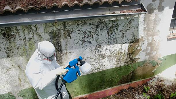 Mold Removal service in Casnovia